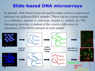 Microarray: A high-throughput tool used to analyze gene expression | PPTX
