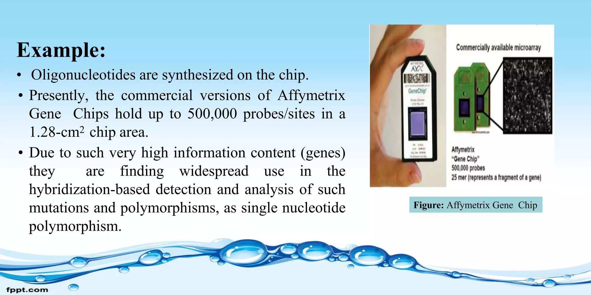 Example:
• Oligonucleotides are synthesized on the chip.
• Presently, the commercial versions of Affymetrix
Gene Chips hold up to 500,000 probes/sites in a
1.28-cm2 chip area.
• Due to such very high information content (genes)
they are finding widespread use in the
hybridization-based detection and analysis of such
mutations and polymorphisms, as single nucleotide
polymorphism.
Figure: Affymetrix Gene Chip
 