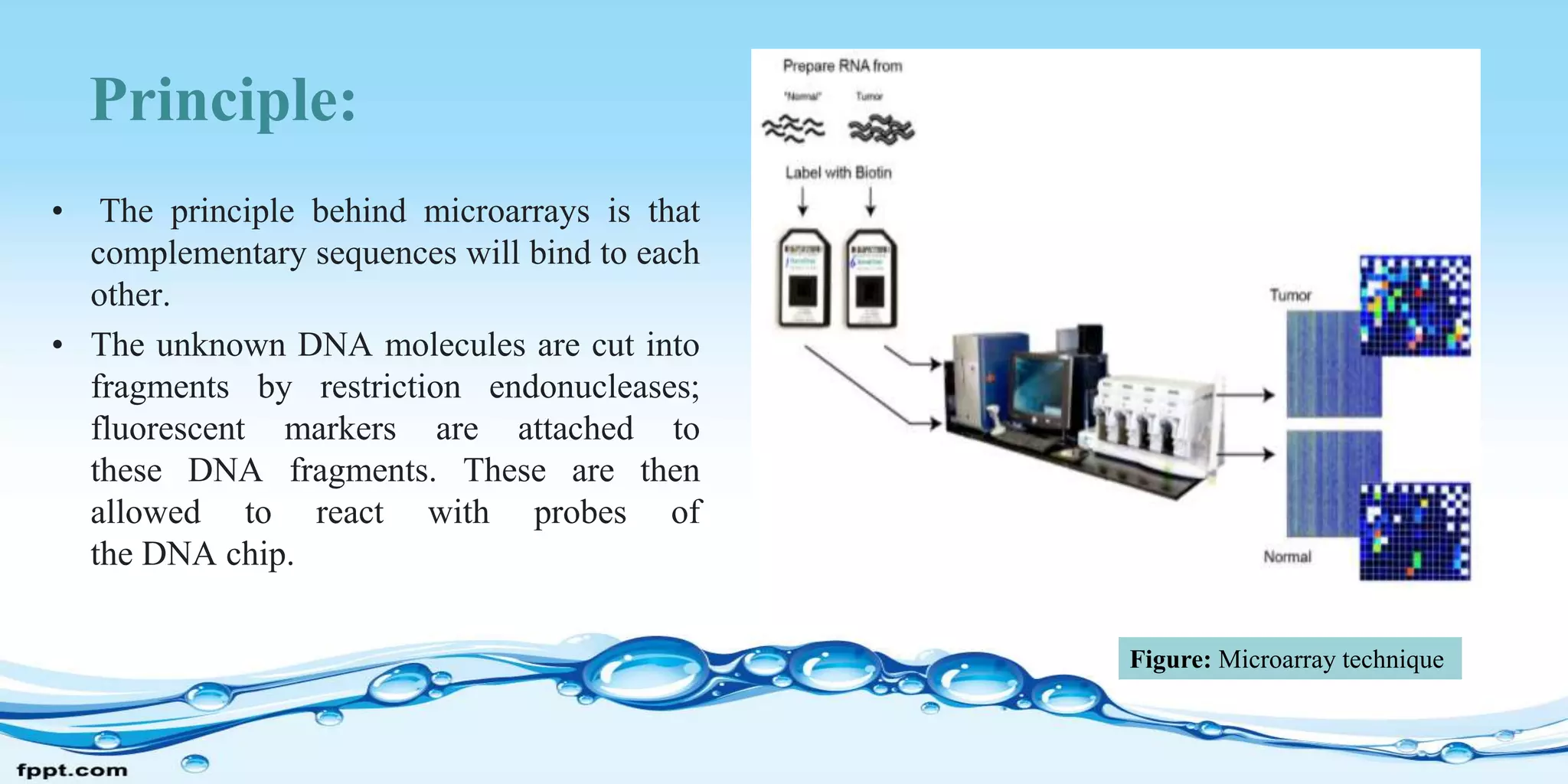 Principle:
• The principle behind microarrays is that
complementary sequences will bind to each
other.
• The unknown DNA molecules are cut into
fragments by restriction endonucleases;
fluorescent markers are attached to
these DNA fragments. These are then
allowed to react with probes of
the DNA chip.
Figure: Microarray technique
 