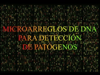 MICROARREGLOS DE DNA
   PARA DETECCIÓN
    DE PATÓGENOS
 