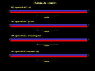 Diseño de sondas
     DNA genómico E. coli
5´                                             3´



                                     sonda

     DNA genómico C. jeyuni
5´                                             3´



                                     sonda

     DNA genómico L. monocitogenes
5´                                             3´



                                     sonda


     DNA genómico Salmonella spp
5´                                             3´



                                     sonda
 