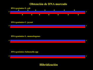 Obtención de DNA marcado
     DNA genómico E. coli
5´                                                 3´




     DNA genómico C. jeyuni
5´                                                 3´




     DNA genómico L. monocitogenes
5´                                                 3´




     DNA genómico Salmonella spp
5´                                                 3´




                                   Hibridización
 