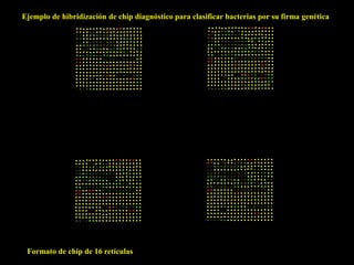 Ejemplo de hibridización de chip diagnóstico para clasificar bacterias por su firma genética




 Formato de chip de 16 retículas
 