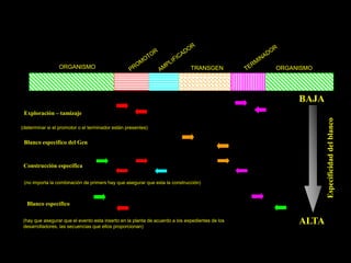 ORGANISMO                                                    TRANSGEN           ORGANISMO




                                                                                                      BAJA
 Exploración – tamizaje




                                                                                                             Especificidad del blanco
(determinar si el promotor o el terminador están presentes)


 Blanco específico del Gen



 Construcción específica

 (no importa la combinación de primers hay que asegurar que esta la construcción)



  Blanco específico

 (hay que asegurar que el evento esta inserto en la planta de acuerdo a los expedientes de los
 desarrolladores, las secuencias que ellos proporcionan)
                                                                                                      ALTA
 