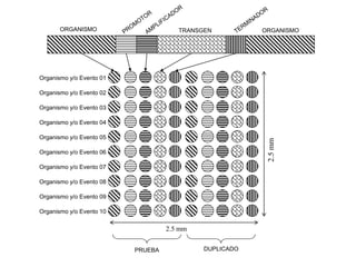 ORGANISMO                      TRANSGEN          ORGANISMO




Organismo y/o Evento 01

Organismo y/o Evento 02

Organismo y/o Evento 03

Organismo y/o Evento 04

Organismo y/o Evento 05




                                                         2.5 mm
Organismo y/o Evento 06

Organismo y/o Evento 07

Organismo y/o Evento 08

Organismo y/o Evento 09

Organismo y/o Evento 10

                                   2.5 mm


                          PRUEBA            DUPLICADO
 