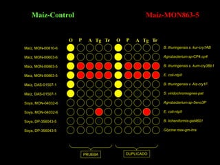 Maíz-Control                                     Maíz-MON863-5


                    O   P     A Tg Tr   O   P   A Tg Tr
Maíz, MON-00810-6                                         B. thuringensis s. kur-cry1AB

Maíz, MON-00603-6                                         Agrobacterium sp-CP4 cp4

Maíz, MON-00863-5                                         B. thuringensis s. kum-cry3Bb1

Maíz, MON-00863-5                                         E. coli-ntpII

Maíz, DAS-01507-1                                         B. thuringensis v. Aiz-cry1F

Maíz, DAS-01507-1                                         S. viridochromognes-pat

Soya, MON-04032-6                                         Agrobacterium sp-5eno3P

Soya, MON-04032-6                                         E. coli-ntpII

Soya, DP-356043-5                                         B. licheniformis-gat4601

Soya, DP-356043-5                                         Glycine max-gm-hra




                            PRUEBA          DUPLICADO
 