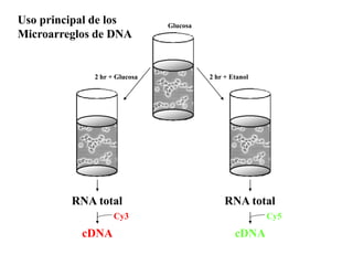 Uso principal de los          Glucosa
Microarreglos de DNA


             2 hr + Glucosa             2 hr + Etanol




         RNA total                           RNA total
                   Cy3                                  Cy5

           cDNA                                 cDNA
 