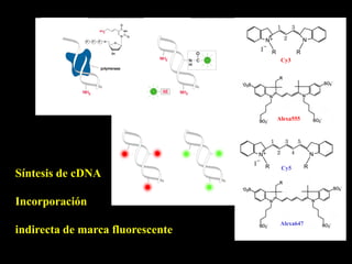 Cy3




                                  Alexa555




                                   Cy5
Síntesis de cDNA

Incorporación
                                   Alexa647
indirecta de marca fluorescente
 