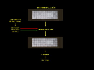 PREHIBRIDIZACIÓN




AISLAMIENTO
DE RNA TOTAL



 SÍNTESIS Y
 MARCADO        HIBRIDIZACIÓN
  DE cDNA




                  LAVADO


                  LECTURA
 