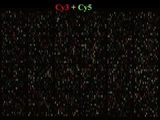 Cy3 + Cy5
 