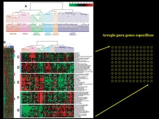Arreglo para genes específicos
 