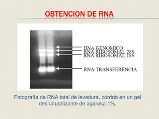 OBTENCION DE RNA
Fotografía de RNA total de levadura, corrido en un gel
desnaturalizante de agarosa 1%.
 
