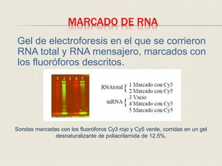 MARCADO DE RNA
Gel de electroforesis en el que se corrieron
RNA total y RNA mensajero, marcados con
los fluoróforos descritos.
Sondas marcadas con los fluoróforos Cy3 rojo y Cy5 verde, corridas en un gel
desnaturalizante de poliacrilamida de 12.5%.
 