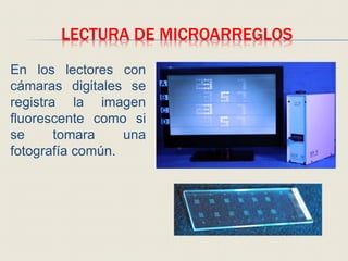 LECTURA DE MICROARREGLOS
En los lectores con
cámaras digitales se
registra la imagen
fluorescente como si
se tomara una
fotografía común.
 
