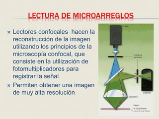 LECTURA DE MICROARREGLOS
 Lectores confocales hacen la
reconstrucción de la imagen
utilizando los principios de la
microscopía confocal, que
consiste en la utilización de
fotomultiplicadores para
registrar la señal
 Permiten obtener una imagen
de muy alta resolución
 