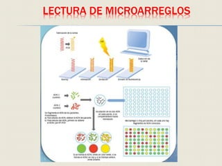 LECTURA DE MICROARREGLOS
 