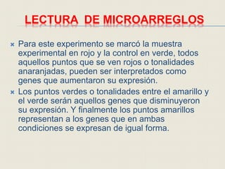 LECTURA DE MICROARREGLOS
 Para este experimento se marcó la muestra
experimental en rojo y la control en verde, todos
aquellos puntos que se ven rojos o tonalidades
anaranjadas, pueden ser interpretados como
genes que aumentaron su expresión.
 Los puntos verdes o tonalidades entre el amarillo y
el verde serán aquellos genes que disminuyeron
su expresión. Y finalmente los puntos amarillos
representan a los genes que en ambas
condiciones se expresan de igual forma.
 