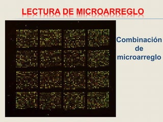 LECTURA DE MICROARREGLO
Combinación
de
microarreglo
 