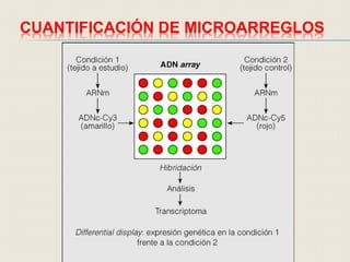 CUANTIFICACIÓN DE MICROARREGLOS
 