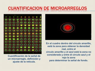 CUANTIFICACION DE MICROARREGLOS
En el cuadro dentro del circulo amarillo,
está la zona para obtener la densidad
real, entre el
circulo amarillo y el azul está la zona no
considerada y entre él circulo azul y el
rojo la zona
para determinar la señal de fondo.
Cuantificación de la señal de
un microarreglo, definición y
ajuste de la retícula.
 