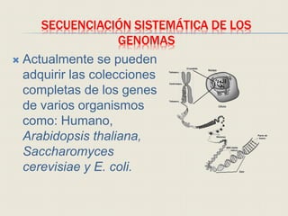 SECUENCIACIÓN SISTEMÁTICA DE LOS
GENOMAS
 Actualmente se pueden
adquirir las colecciones
completas de los genes
de varios organismos
como: Humano,
Arabidopsis thaliana,
Saccharomyces
cerevisiae y E. coli.
 