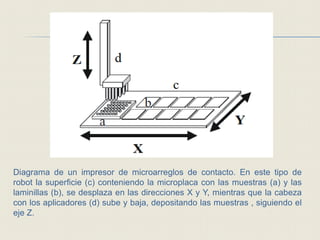 Diagrama de un impresor de microarreglos de contacto. En este tipo de
robot la superficie (c) conteniendo la microplaca con las muestras (a) y las
laminillas (b), se desplaza en las direcciones X y Y, mientras que la cabeza
con los aplicadores (d) sube y baja, depositando las muestras , siguiendo el
eje Z.
 