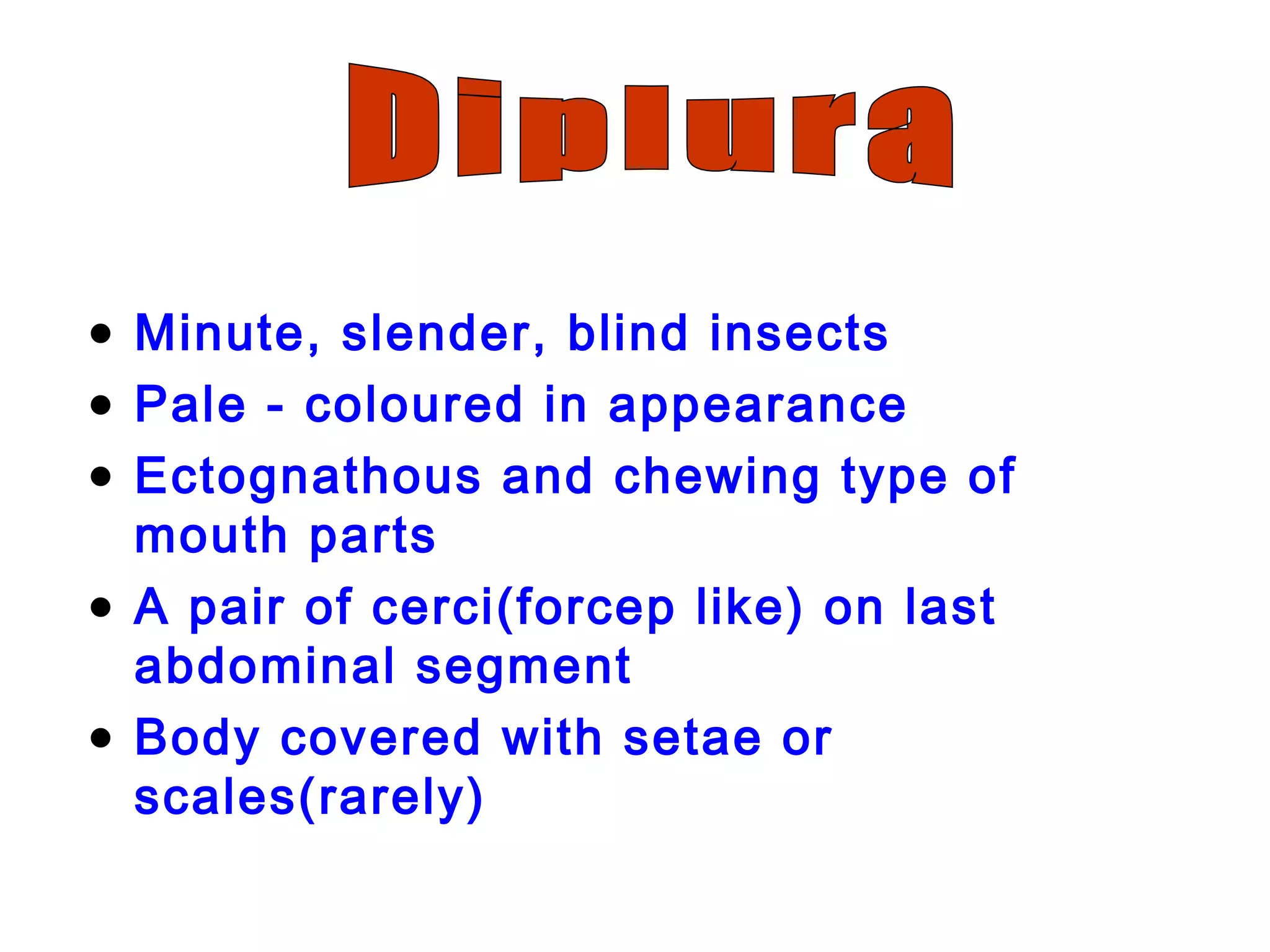 • Minute, slender, blind insects
• Pale - coloured in appearance
• Ectognathous and chewing type of
mouth parts
• A pair of cerci(forcep like) on last
abdominal segment
• Body covered with setae or
scales(rarely)
 