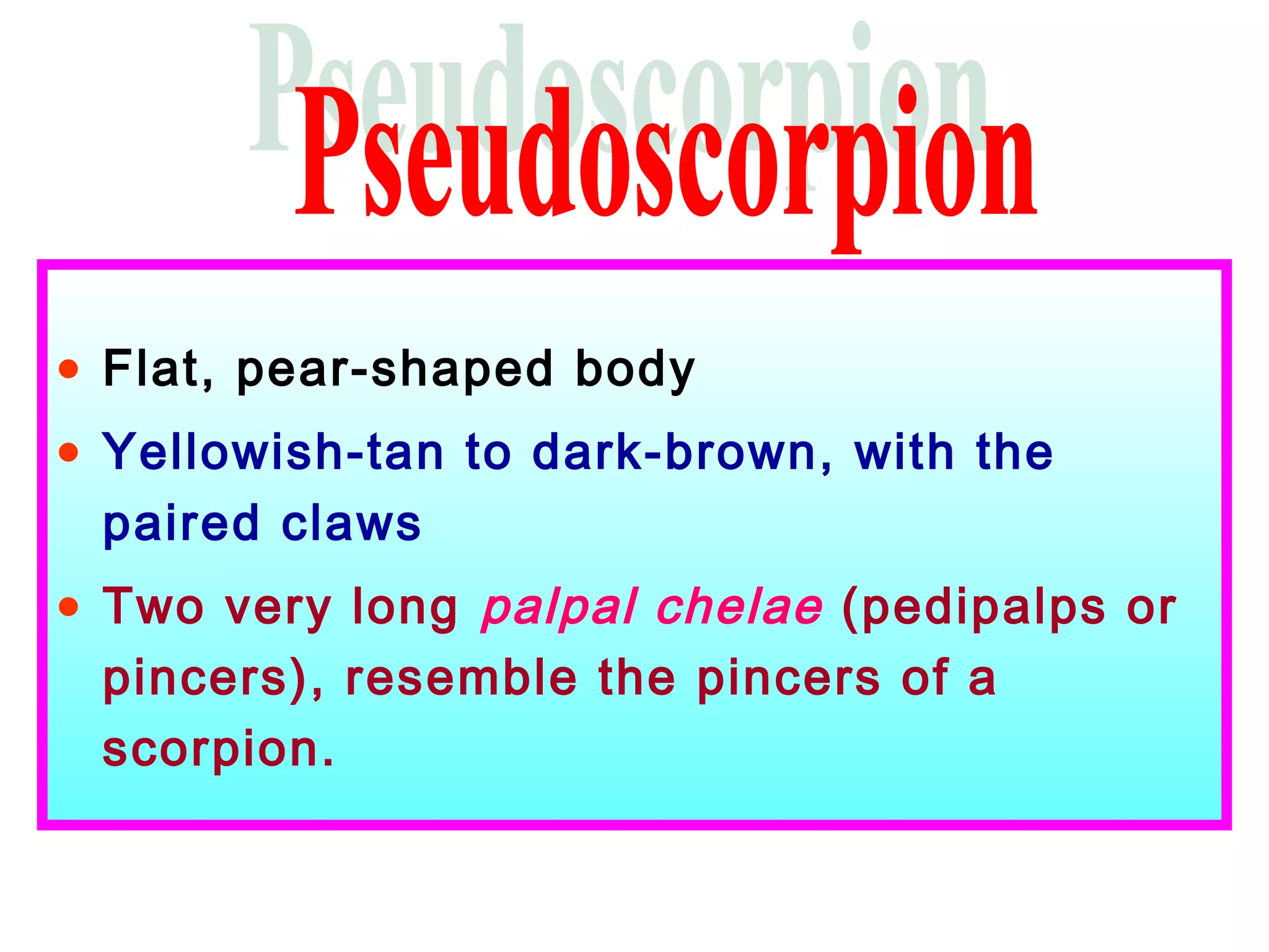 • Flat, pear-shaped body
• Yellowish-tan to dark-brown, with the
paired claws
• Two very long palpal chelae (pedipalps or
pincers), resemble the pincers of a
scorpion.
 