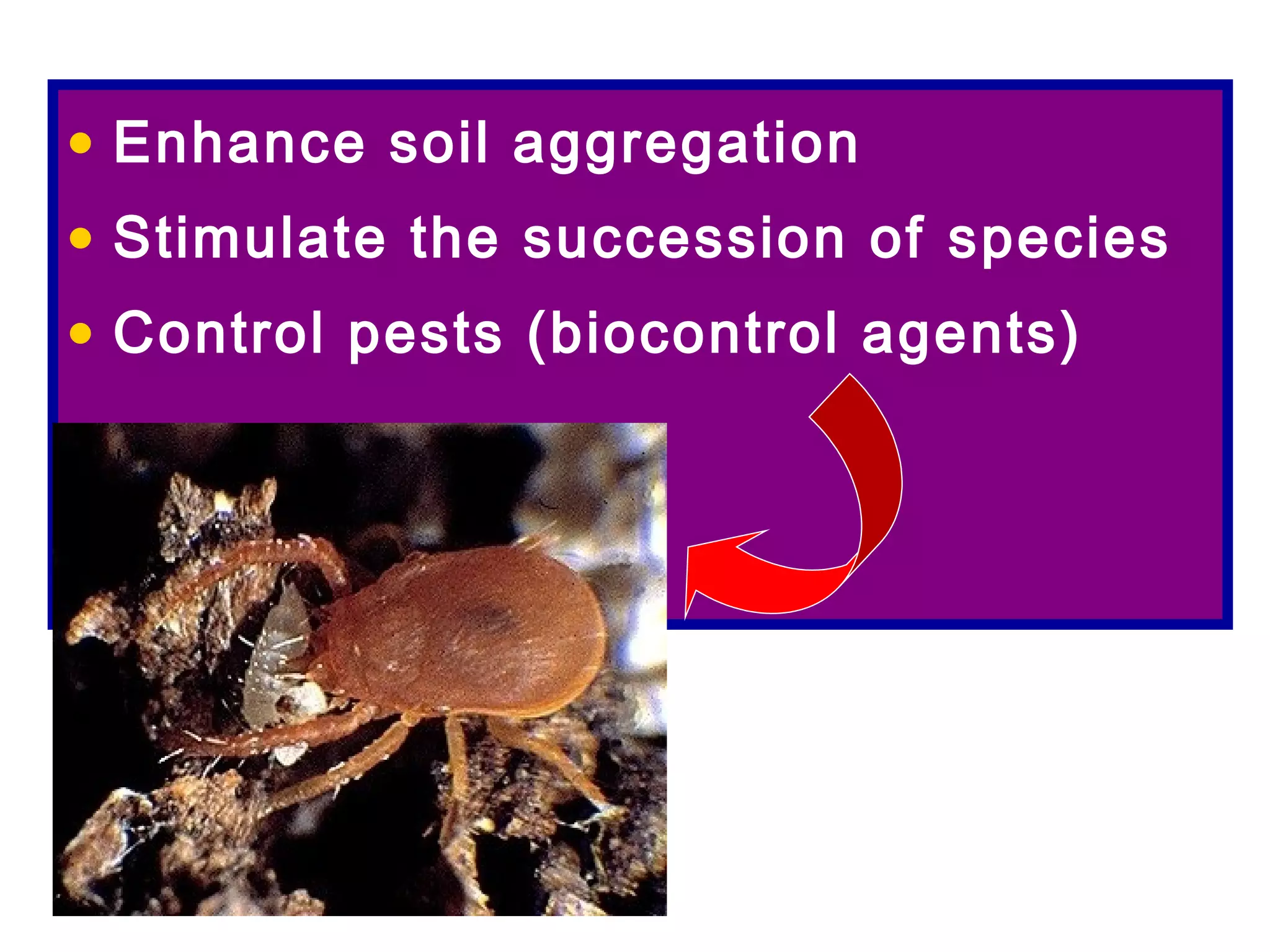 • Enhance soil aggregation
• Stimulate the succession of species
• Control pests (biocontrol agents)
 