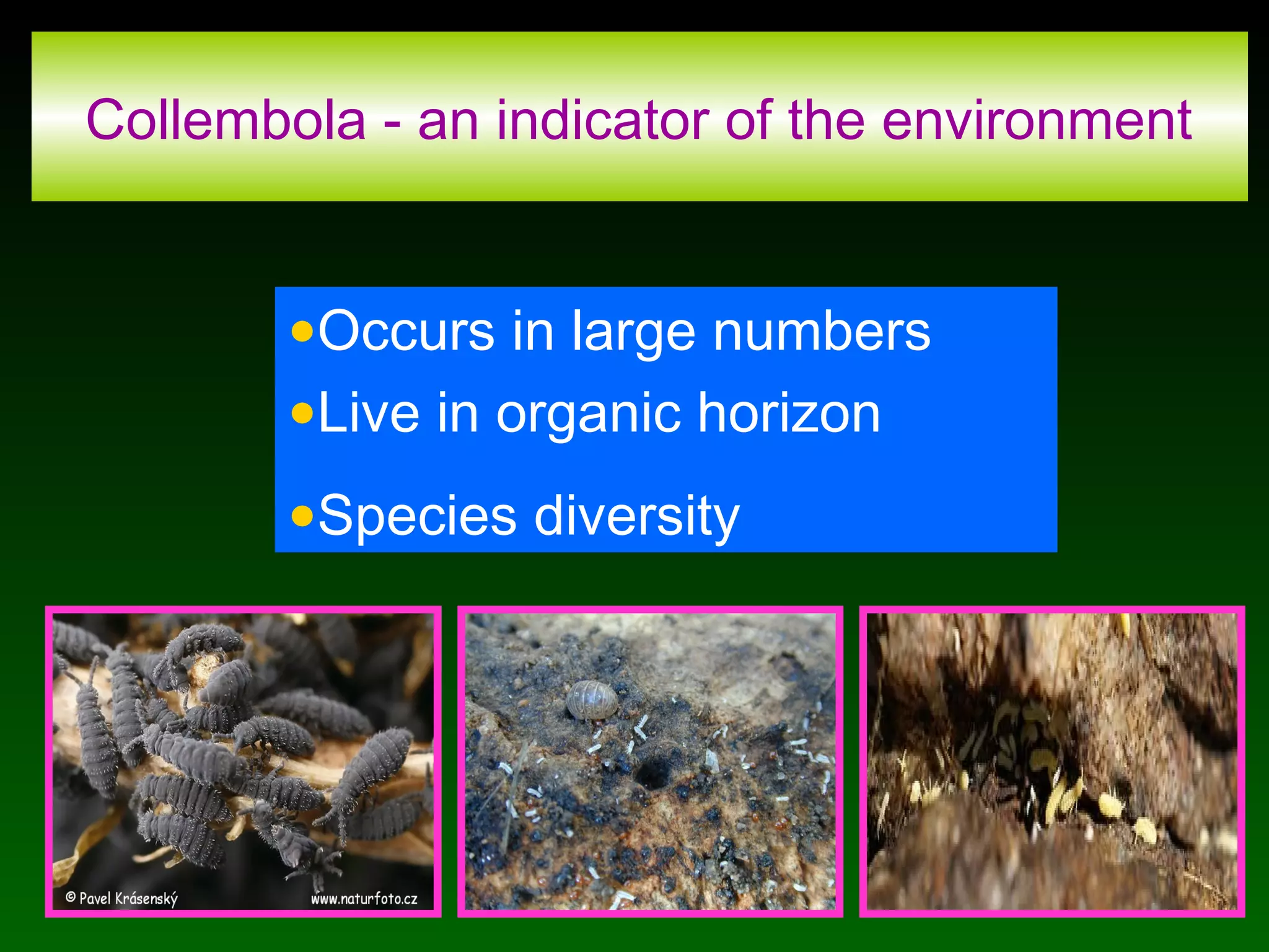 Collembola - an indicator of the environment
•Occurs in large numbers
•Live in organic horizon
•Species diversity
 