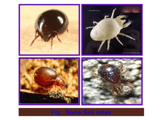 Fig. Some Soil mites
 