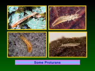 Some Proturans
 