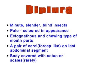 • Minute, slender, blind insects
• Pale - coloured in appearance
• Ectognathous and chewing type of
mouth parts
• A pair of cerci(forcep like) on last
abdominal segment
• Body covered with setae or
scales(rarely)
 