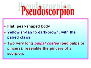 • Flat, pear-shaped body
• Yellowish-tan to dark-brown, with the
paired claws
• Two very long palpal chelae (pedipalps or
pincers), resemble the pincers of a
scorpion.
 