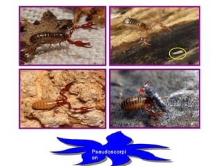 Pseudoscorpi
on
Pseudoscorpi
on
 
