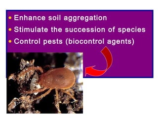 • Enhance soil aggregation
• Stimulate the succession of species
• Control pests (biocontrol agents)
 