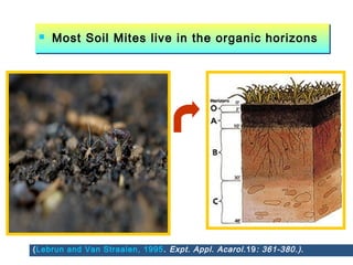  Most Soil Mites live in the organic horizons Most Soil Mites live in the organic horizons
(Lebrun and Van Straalen, 1995. Expt. Appl. Acarol.19: 361-380.).
 