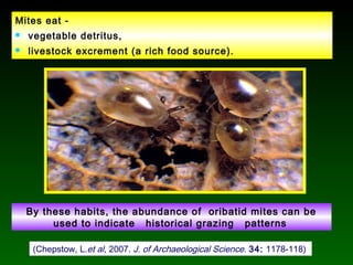 Mites eat -
 vegetable detritus,
 livestock excrement (a rich food source).
(Chepstow, L.et al, 2007. J. of Archaeological Science. 34: 1178-118)
By these habits, the abundance of oribatid mites can be
used to indicate historical grazing patterns
 