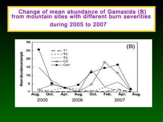 Change of mean abundance of Gamasida (B)
from mountain sites with different burn severities
during 2005 to 2007
 