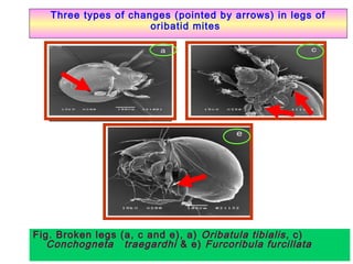 Three types of changes (pointed by arrows) in legs of
oribatid mites
Fig. Broken legs (a, c and e), a) Oribatula tibialis, c)
Conchogneta traegardhi & e) Furcoribula furcillata
 