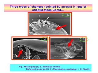 Three types of changes (pointed by arrows) in legs of
oribatid mites Contd…
Fig. Missing leg (b) b. Hemileius initialis
Deformed leg (d and f) d. Chamobates cuspidatus, f. O. tibialis
 