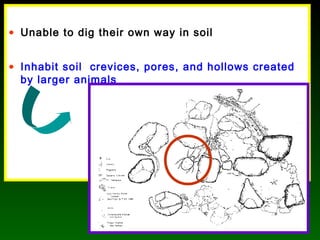 • Unable to dig their own way in soil
• Inhabit soil crevices, pores, and hollows created
by larger animals
 