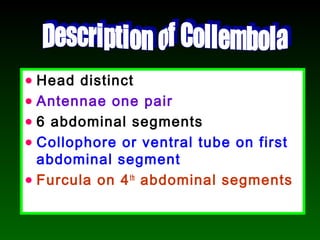 • Head distinct
• Antennae one pair
• 6 abdominal segments
• Collophore or ventral tube on first
abdominal segment
• Furcula on 4th
abdominal segments
 