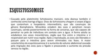 ▪ Causada pelo platelminto Schistosoma mansoni, esta doença também é
conhecida como barriga d’água. Ovos do Schistosoma chegam a corpos d’água
que contenham o hospedeiro intermediário, que são caramujos do
gênero Biomphalaria. Miracídios eclodem dos ovos e penetram nesses
caramujos, saindo posteriormente na forma de cercárias, que são capazes de
penetrar na pele de indivíduos em contato com a água. A forma adulta se
estabelece nos vasos mesentéricos, órgão que fica entre o intestino e é
responsável por nutrir essa região. Após a reprodução, os ovos são liberados e
passam para o intestino para serem eliminados nas fezes. A maior
característica da esquistossomose é o aumento do volume abdominal causado
pela migração dos ovos para o fígado e provocando o aumento da pressão
venosa na região.
 