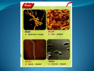 Microb