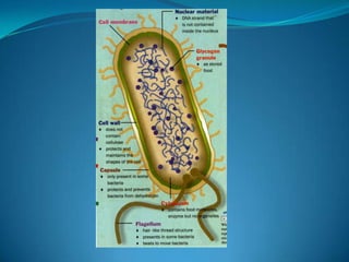 Microb