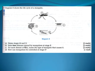 Microb