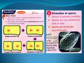 Microb