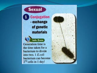 Microb