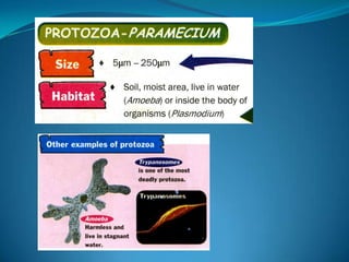 Microb
